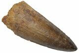 Fossil Spinosaurus Tooth - Real Dinosaur Tooth #220742-1